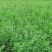 紫花苜蓿种子多年生四季南北方牧草籽芽苗菜绿化蜜源绿肥草木