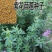 紫花苜蓿种子多年生四季南北方牧草籽芽苗菜绿化蜜源绿肥草木
