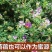 紫花苜蓿种子多年生四季南北方牧草籽芽苗菜绿化蜜源绿肥草木