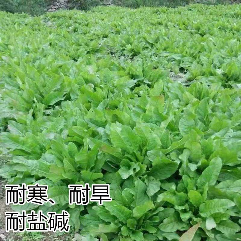 食叶草种子蛋白草高产耐寒牧草种子进口草籽牛羊猪鸡鸭鹅鱼食