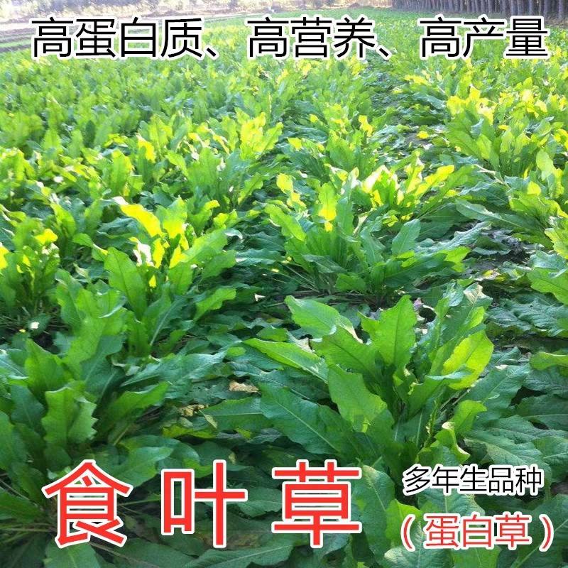 食叶草种子蛋白草高产耐寒牧草种子进口草籽牛羊猪鸡鸭鹅鱼食