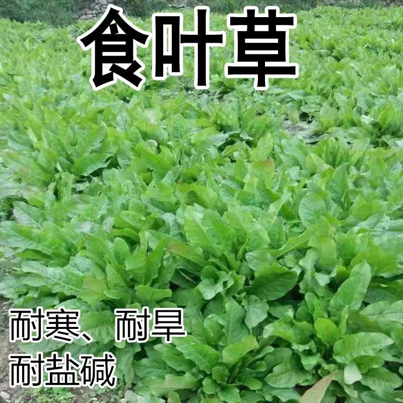 食叶草种子蛋白草高产耐寒牧草种子进口草籽牛羊猪鸡鸭鹅鱼食