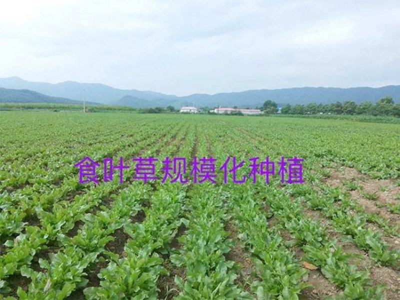 食叶草种子蛋白草高产耐寒牧草种子进口草籽牛羊猪鸡鸭鹅鱼食