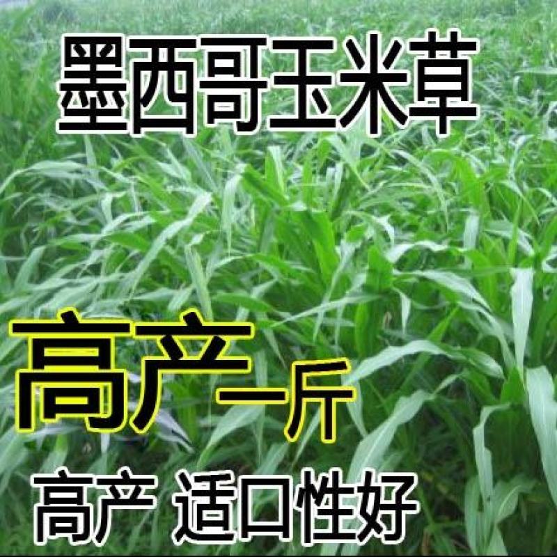 墨西哥玉米草种子阔叶大刍草畜禽牧草籽猪牛羊鸡鸭鹅鱼兔