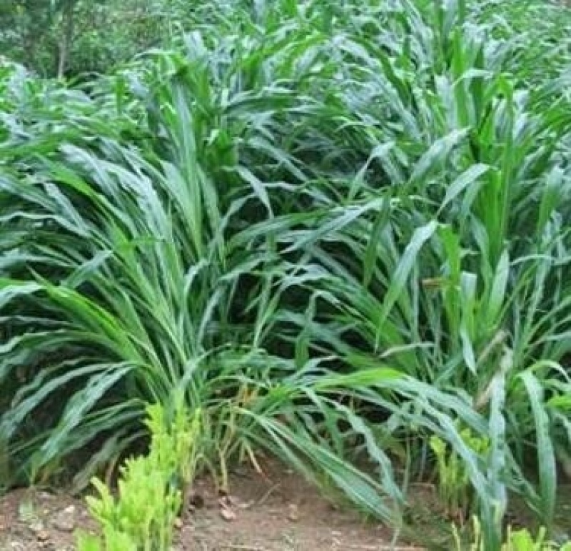 墨西哥玉米草种子阔叶大刍草畜禽牧草籽猪牛羊鸡鸭鹅鱼兔