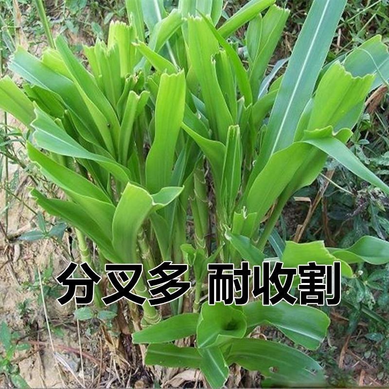 墨西哥玉米草种子阔叶大刍草畜禽牧草籽猪牛羊鸡鸭鹅鱼兔