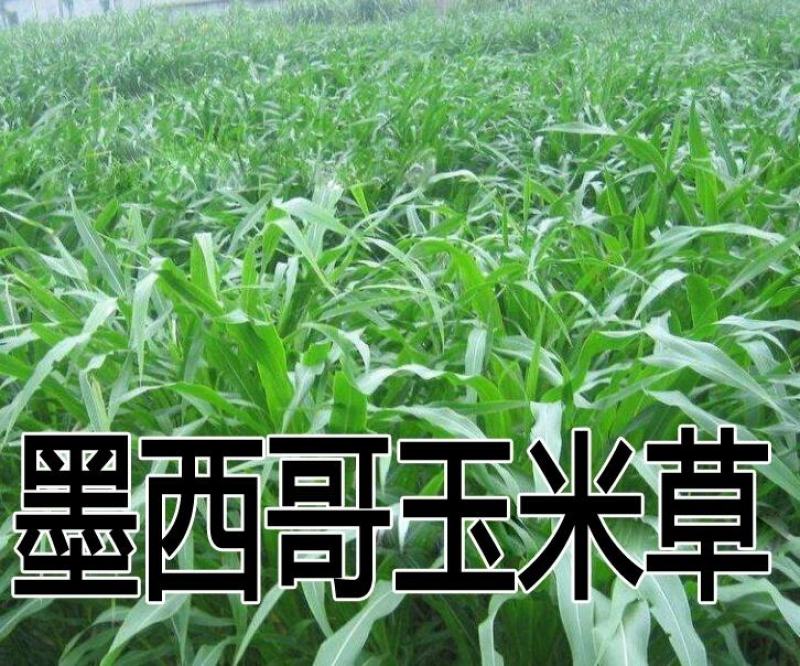 墨西哥玉米草种子阔叶大刍草畜禽牧草籽猪牛羊鸡鸭鹅鱼兔