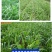 墨西哥玉米草种子阔叶大刍草畜禽牧草籽猪牛羊鸡鸭鹅鱼兔