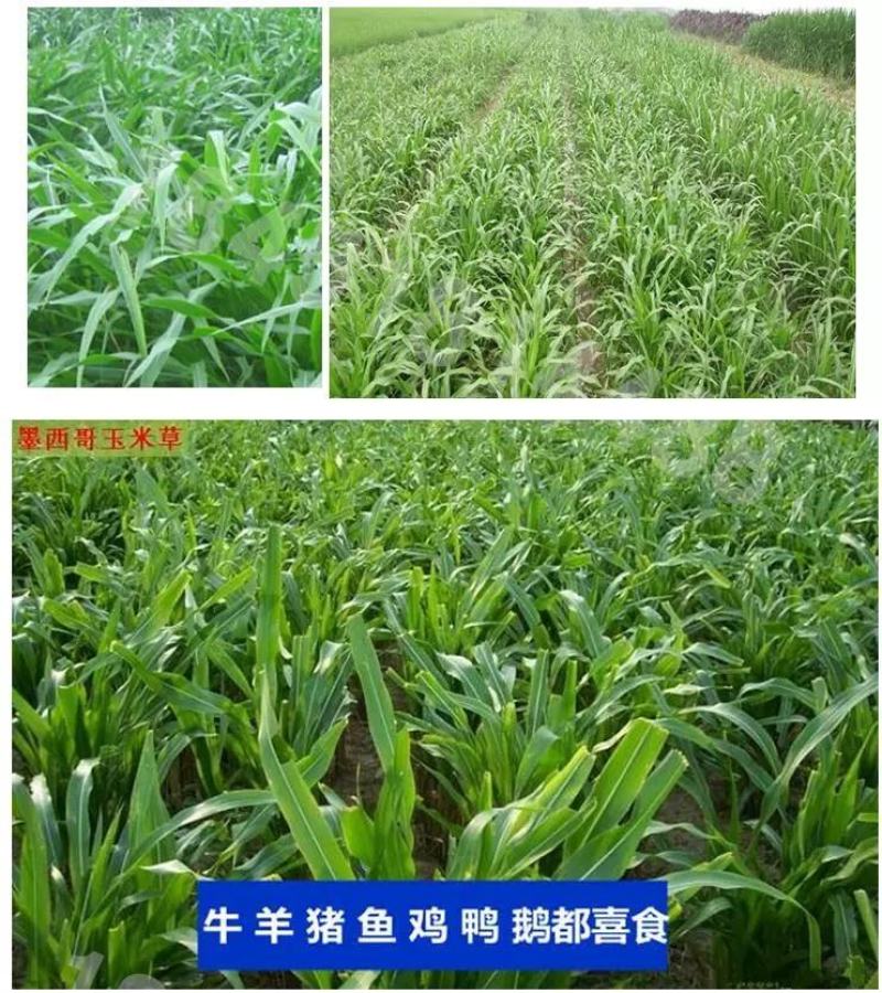 墨西哥玉米草种子阔叶大刍草畜禽牧草籽猪牛羊鸡鸭鹅鱼兔