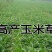 墨西哥玉米草种子阔叶大刍草畜禽牧草籽猪牛羊鸡鸭鹅鱼兔