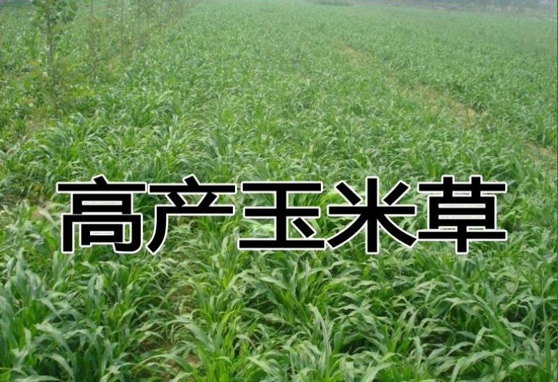 墨西哥玉米草种子阔叶大刍草畜禽牧草籽猪牛羊鸡鸭鹅鱼兔