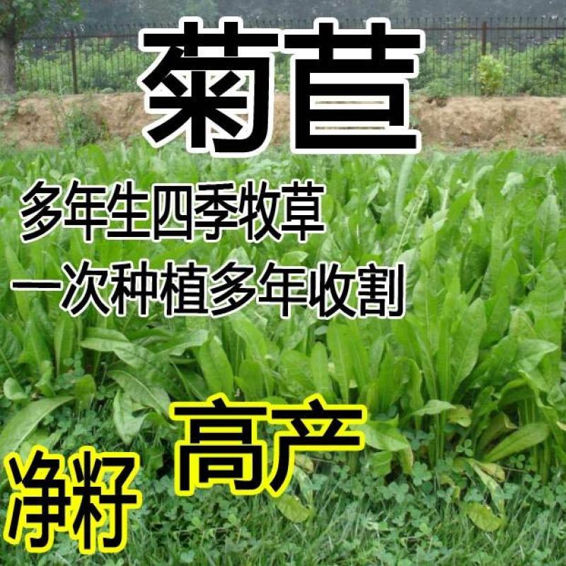 进口将军菊苣种子大叶菊苣多年生四季牧草种子猪牛羊鸡鸭鹅鱼
