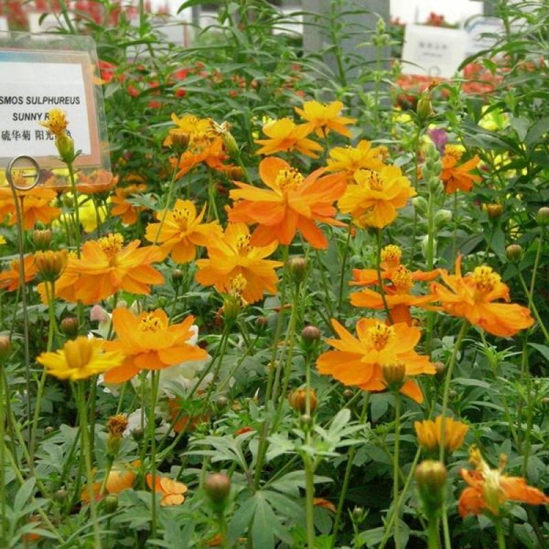 硫化菊种子黄波斯菊花种子黄秋英花籽硫华菊种子四季易种