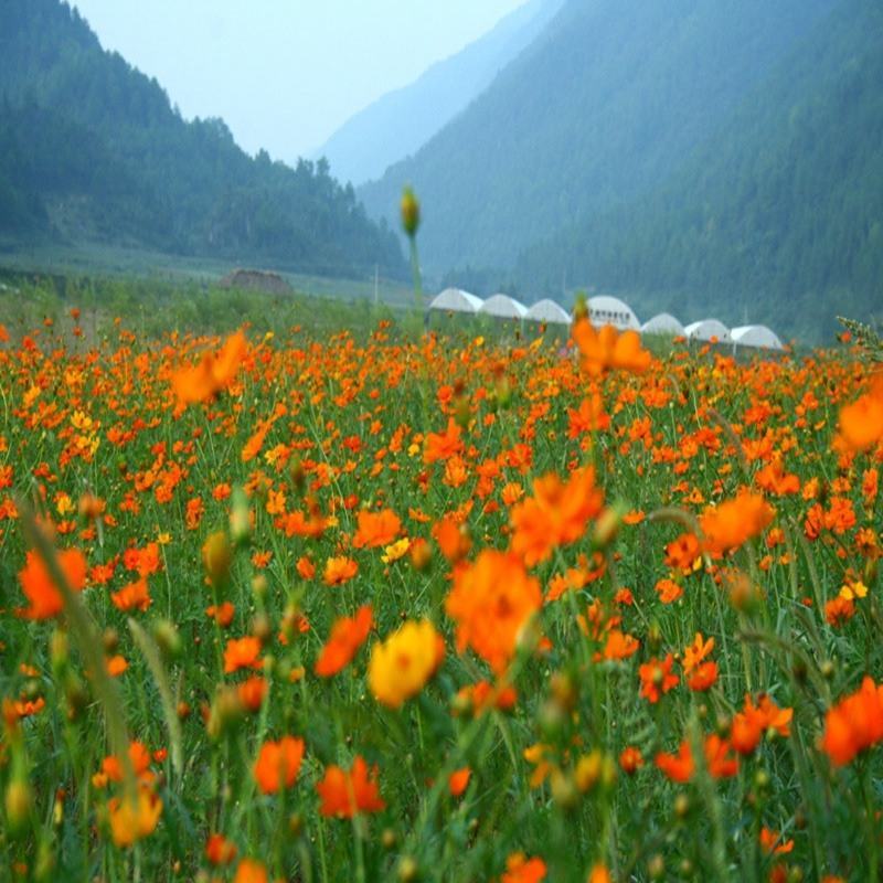 硫化菊种子黄波斯菊花种子黄秋英花籽硫华菊种子四季易种