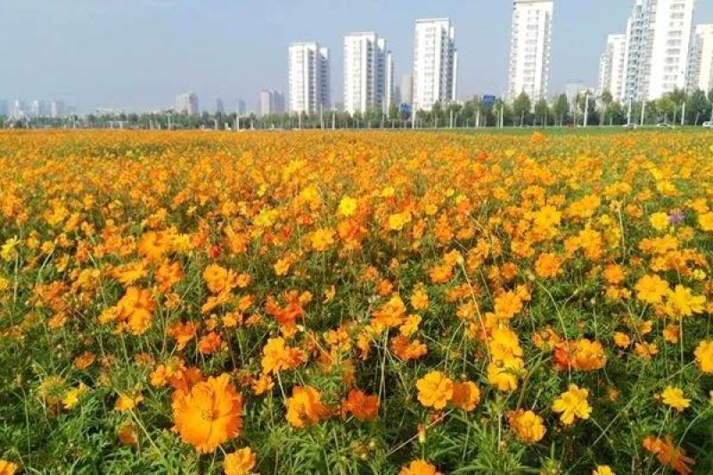 硫化菊种子黄波斯菊花种子黄秋英花籽硫华菊种子四季易种