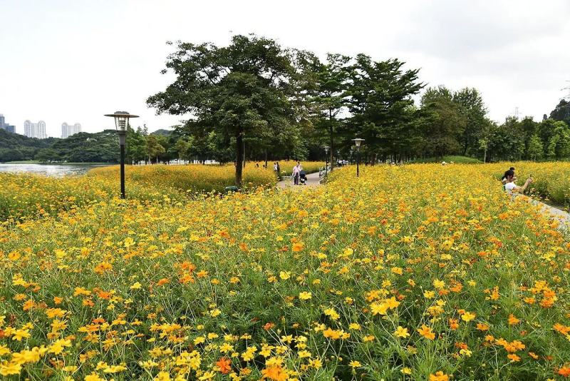 硫化菊种子黄波斯菊花种子黄秋英花籽硫华菊种子四季易种