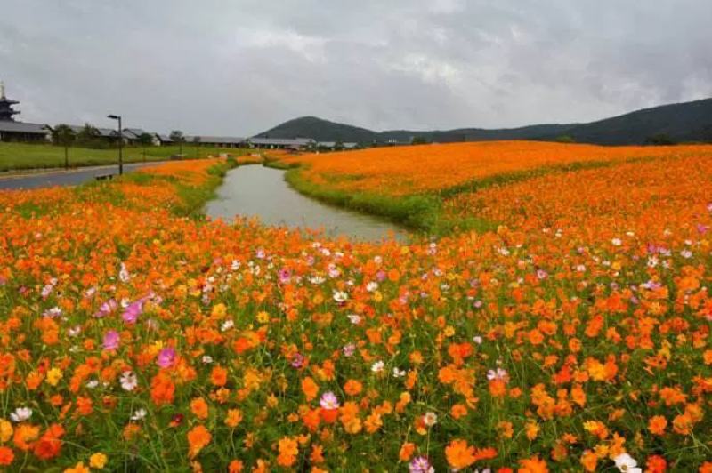 硫化菊种子黄波斯菊花种子黄秋英花籽硫华菊种子四季易种