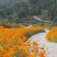 硫化菊种子黄波斯菊花种子黄秋英花籽硫华菊种子四季易种