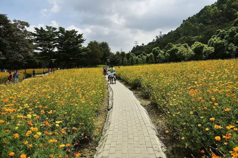 硫化菊种子黄波斯菊花种子黄秋英花籽硫华菊种子四季易种