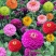 重瓣百日草花种子四季开花易种庭院阳台波斯菊花种籽花卉景观