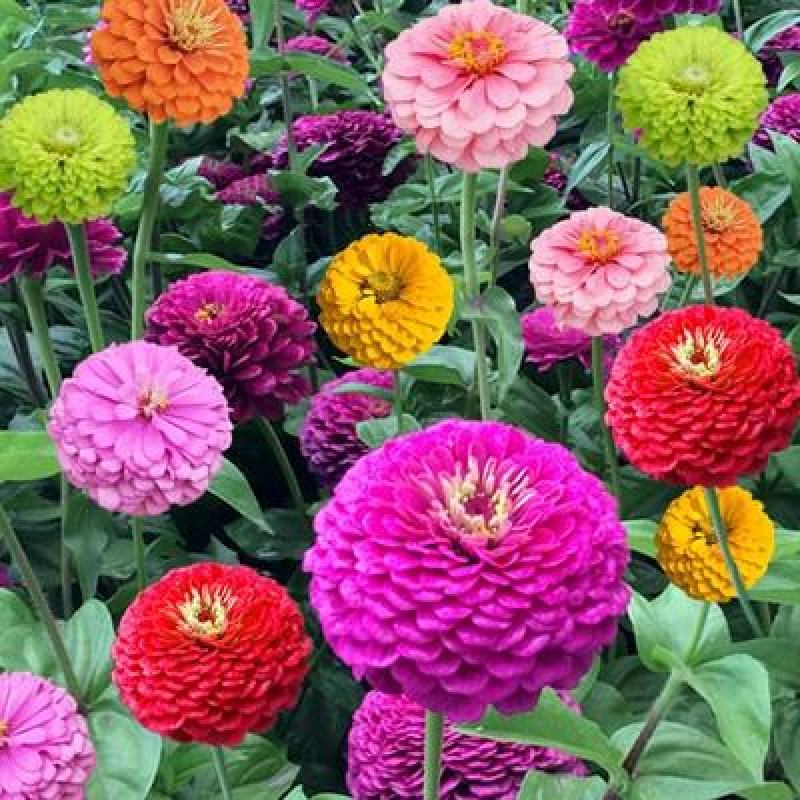 重瓣百日草花种子四季开花易种庭院阳台波斯菊花种籽花卉景观