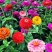 重瓣百日草花种子四季开花易种庭院阳台波斯菊花种籽花卉景观
