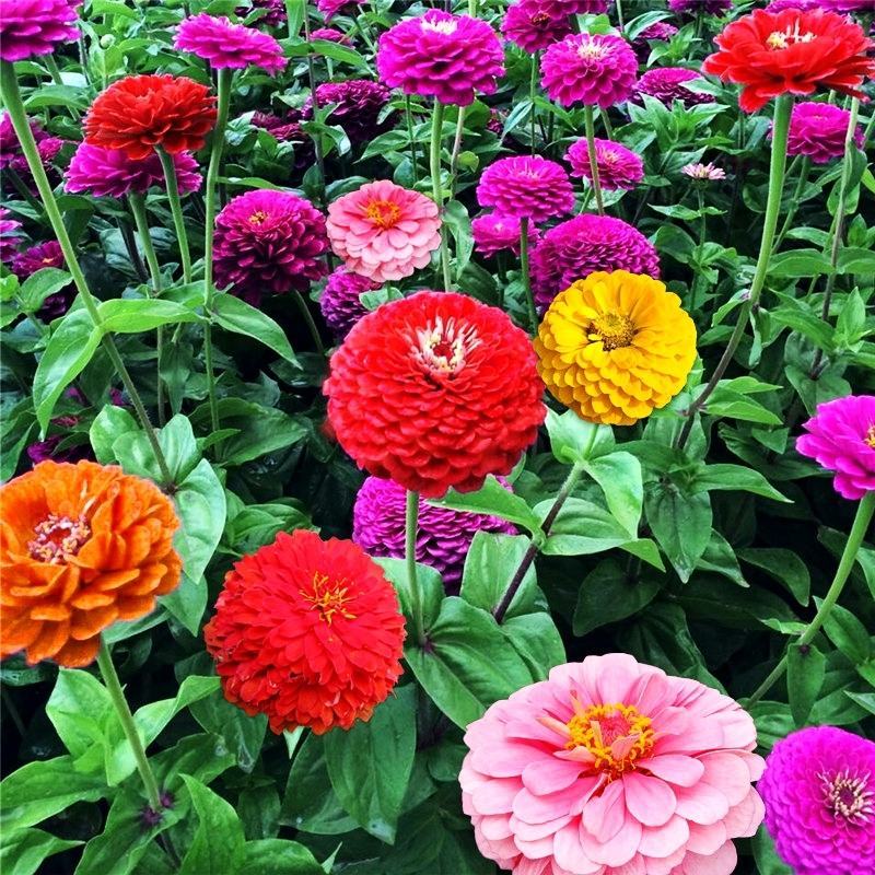 重瓣百日草花种子四季开花易种庭院阳台波斯菊花种籽花卉景观