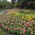 重瓣百日草花种子四季开花易种庭院阳台波斯菊花种籽花卉景观