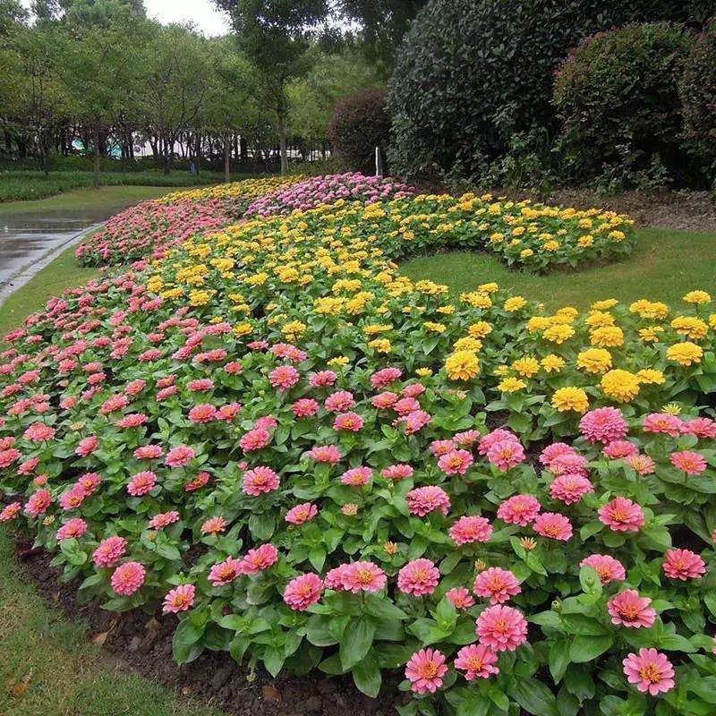 重瓣百日草花种子四季开花易种庭院阳台波斯菊花种籽花卉景观