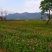 重瓣百日草花种子四季开花易种庭院阳台波斯菊花种籽花卉景观