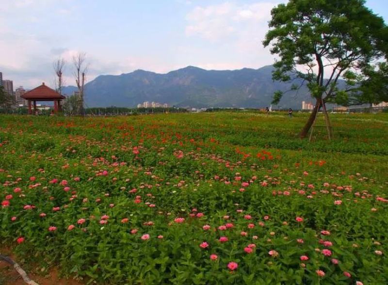 重瓣百日草花种子四季开花易种庭院阳台波斯菊花种籽花卉景观