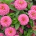 重瓣百日草花种子四季开花易种庭院阳台波斯菊花种籽花卉景观