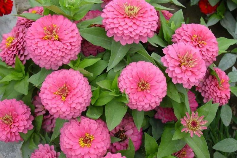 重瓣百日草花种子四季开花易种庭院阳台波斯菊花种籽花卉景观
