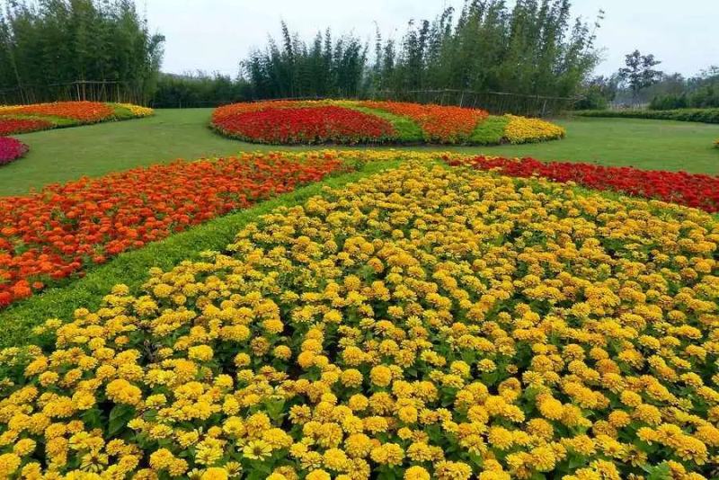 重瓣百日草花种子四季开花易种庭院阳台波斯菊花种籽花卉景观