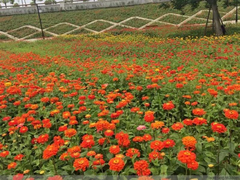 重瓣百日草花种子四季开花易种庭院阳台波斯菊花种籽花卉景观