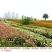 重瓣百日草花种子四季开花易种庭院阳台波斯菊花种籽花卉景观