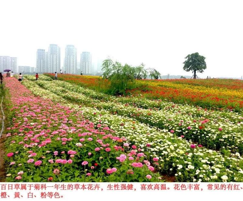 重瓣百日草花种子四季开花易种庭院阳台波斯菊花种籽花卉景观