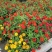 重瓣百日草花种子四季开花易种庭院阳台波斯菊花种籽花卉景观