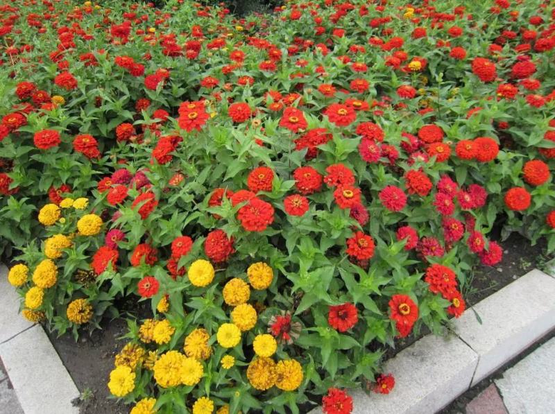 重瓣百日草花种子四季开花易种庭院阳台波斯菊花种籽花卉景观