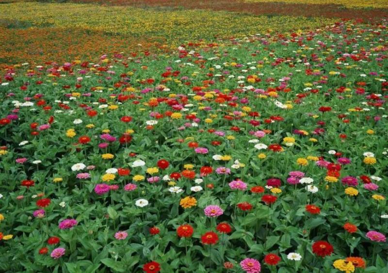 重瓣百日草花种子四季开花易种庭院阳台波斯菊花种籽花卉景观