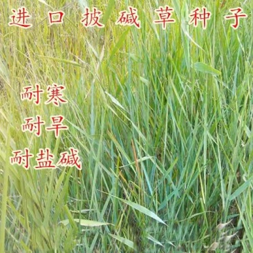 披碱草种子草种籽直穗大麦草野麦草特耐寒抗旱治理风沙漠