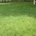 草坪种子四季青高羊茅狗牙根黑麦草早熟禾耐践踏庭院护坡绿化