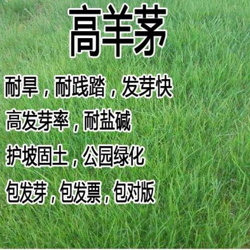 草坪种子四季青高羊茅狗牙根黑麦草早熟禾耐践踏庭院护坡绿化