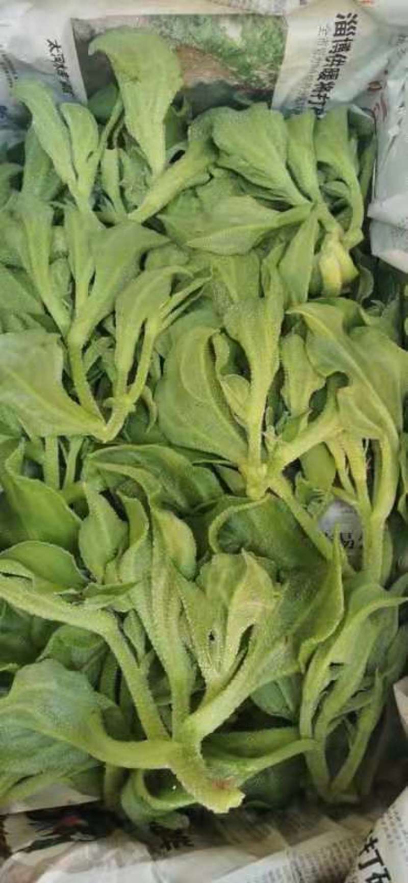 非洲冰草，日本冰草，接常年稳定客户基地直供，新鲜保证