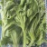 非洲冰草，日本冰草，接常年稳定客户基地直供，新鲜保证