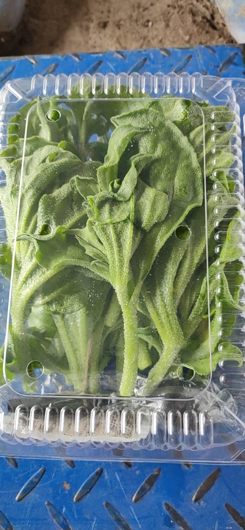非洲冰草，日本冰草，接常年稳定客户基地直供，新鲜保证