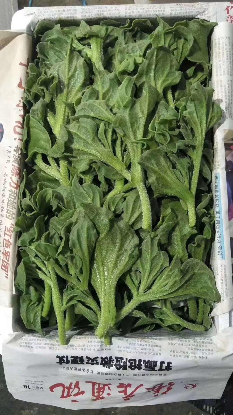 非洲冰草，日本冰草，接常年稳定客户基地直供，新鲜保证