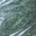 荠菜馅荠菜块新鲜荠菜联系我