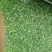 荠菜馅荠菜块新鲜荠菜联系我
