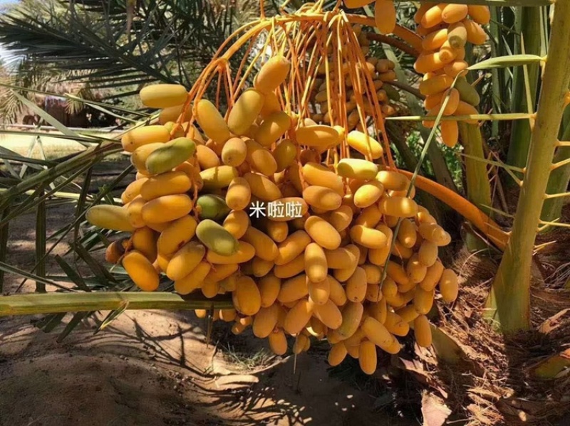 沙特椰枣、伊朗椰枣原装进口，质量保证，天然食品无任何添加